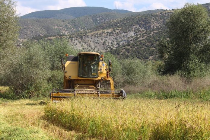 Tosya'da 5 bin ton çeltik hasadı yapıldı