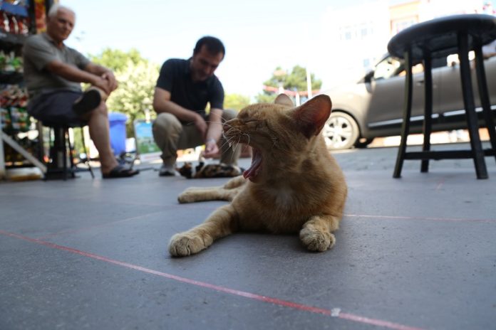Kedi, yavrusuna havlayan köpeğin üzerine sıçradı
