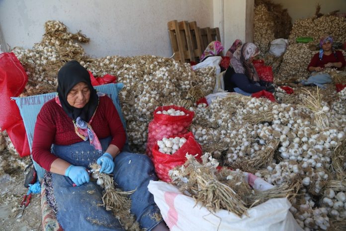 Taşköprü sarımsağı fiyatları üreticiyi memnun etti