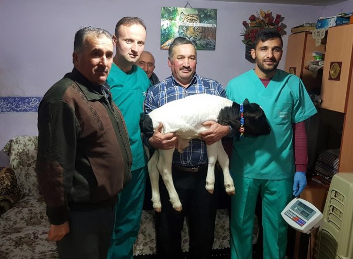 (ÖZEL) PREMATÜRE BUZAĞI