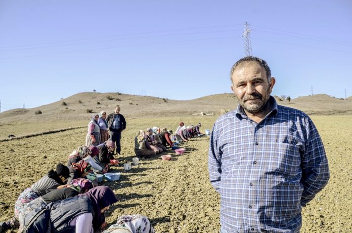 TAŞKÖPRÜ'NÜN BEYAZ ALTINI TOPRAKLA BULUŞTU TAŞKÖPRÜ'DE YENİ SEZONUN SARIMSAKLARI TOPRAKLA BULUŞMAYA BAŞLADI TAŞKÖPRÜ'DE SARIMSAK DİKİMLERİ BAŞLADI
