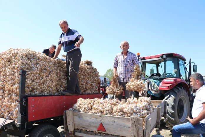 Taşköprülü üreticiler sarımsak fiyatlarından memnun