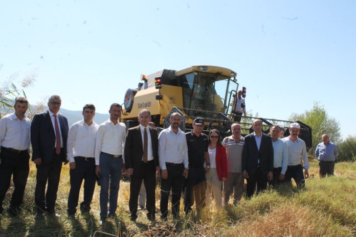 TOSYA'DA PİRİNÇ HASADI BAŞLADI