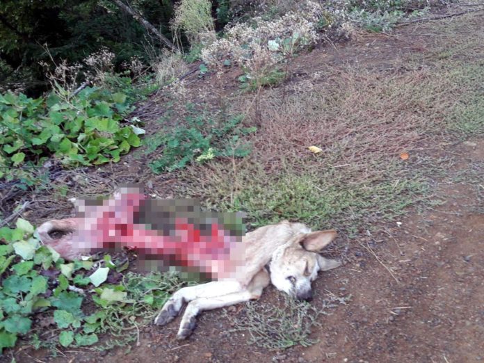 KASTAMONU'DA AYILAR, KÖPEK VE KOYUNU TELEF ETTİ