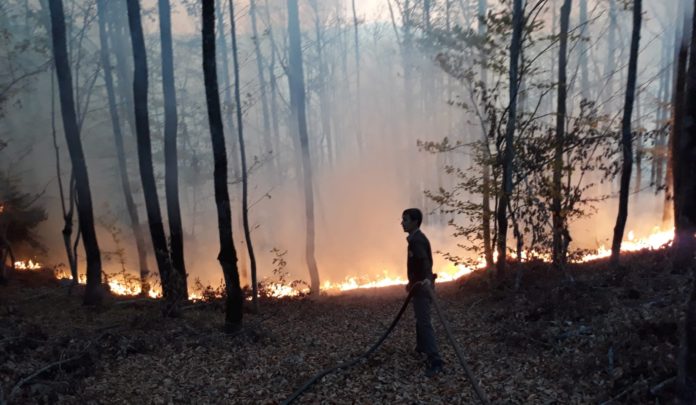 Kastamonu'da orman yangını