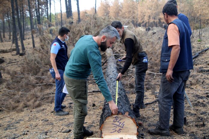 Kastamonu'da yaklaşık bin hektar ormanın yandığı bölge eski haline getirilecek