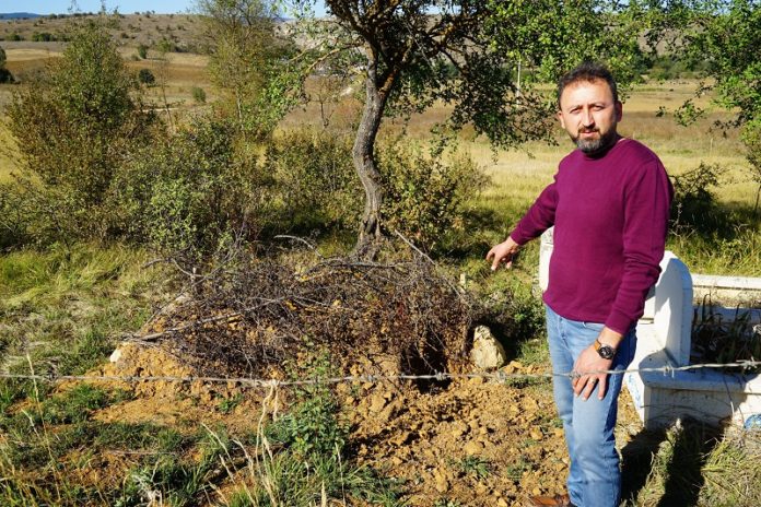CESET YİYEN AYI, KASTAMONU’DA YENİDEN ORTAYA ÇIKTI KASTAMONU’DA AYI, YENİ GÖMÜLMÜŞ MEZARI TAHRİP ETTİ