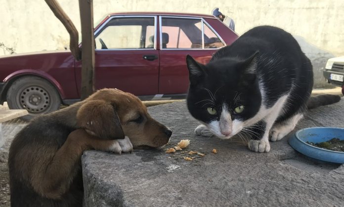 Sokak kedisi ile yavru köpeklerin şaşırtan dostluğu