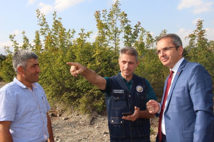 TOSYA'DA BAL ORMANI KURULUYOR