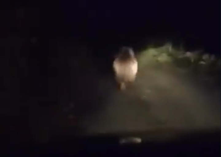 Yola çıkan boz ayı böyle görüntülendi