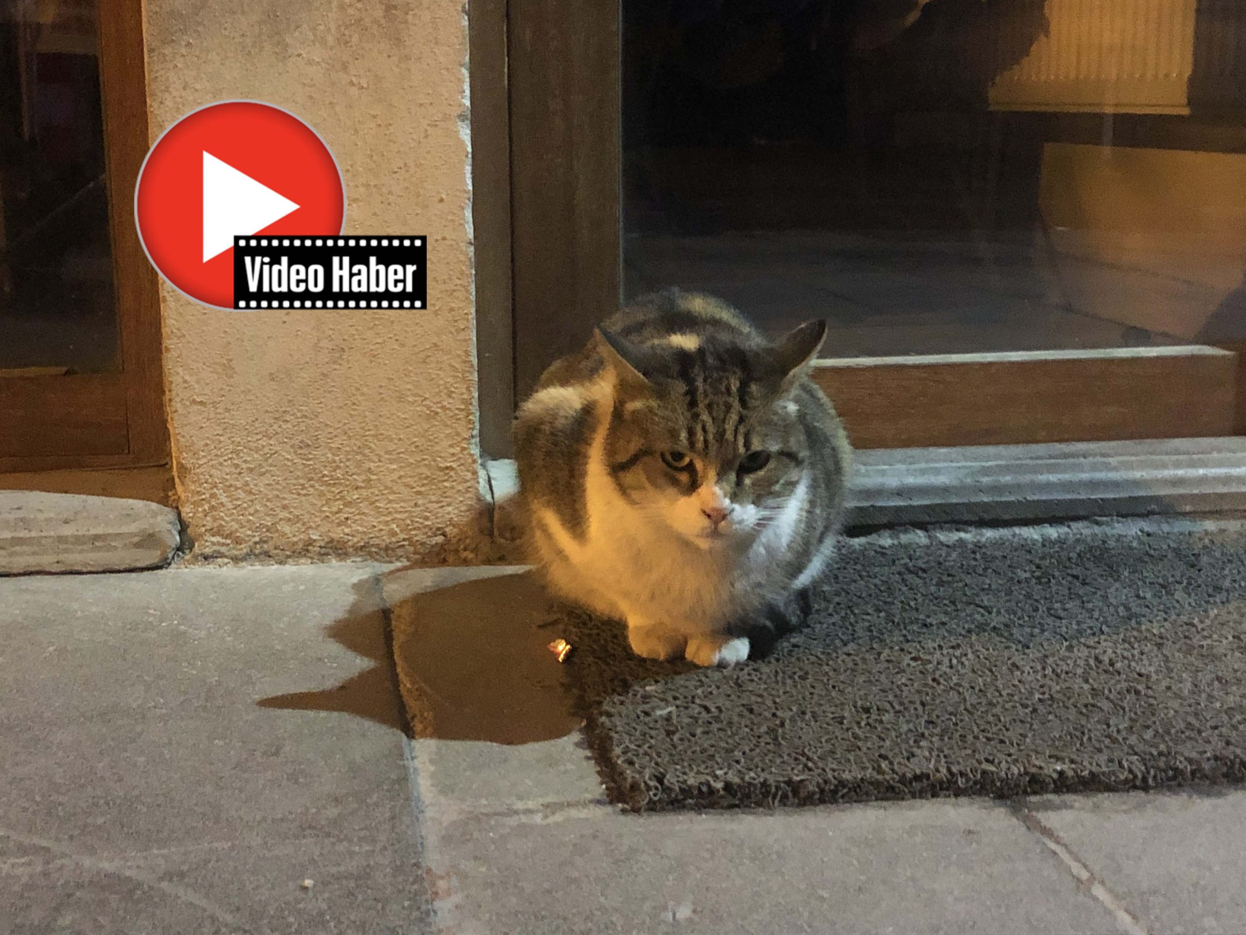 Hamile kediyi kurtarma operasyonu