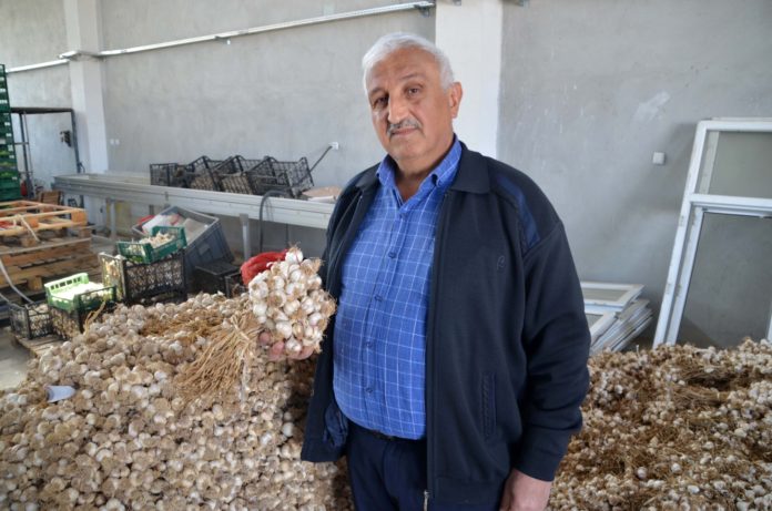BAĞIŞIKLIĞI GÜÇLENDİREN KASTAMONU SARIMSAĞI SON 50 YILIN EN YÜKSEK FİYATLARINI GÖRDÜ KORONA VİRÜS SARIMSAK FİYATLARINDA ARTIŞA SEBEP OLDU