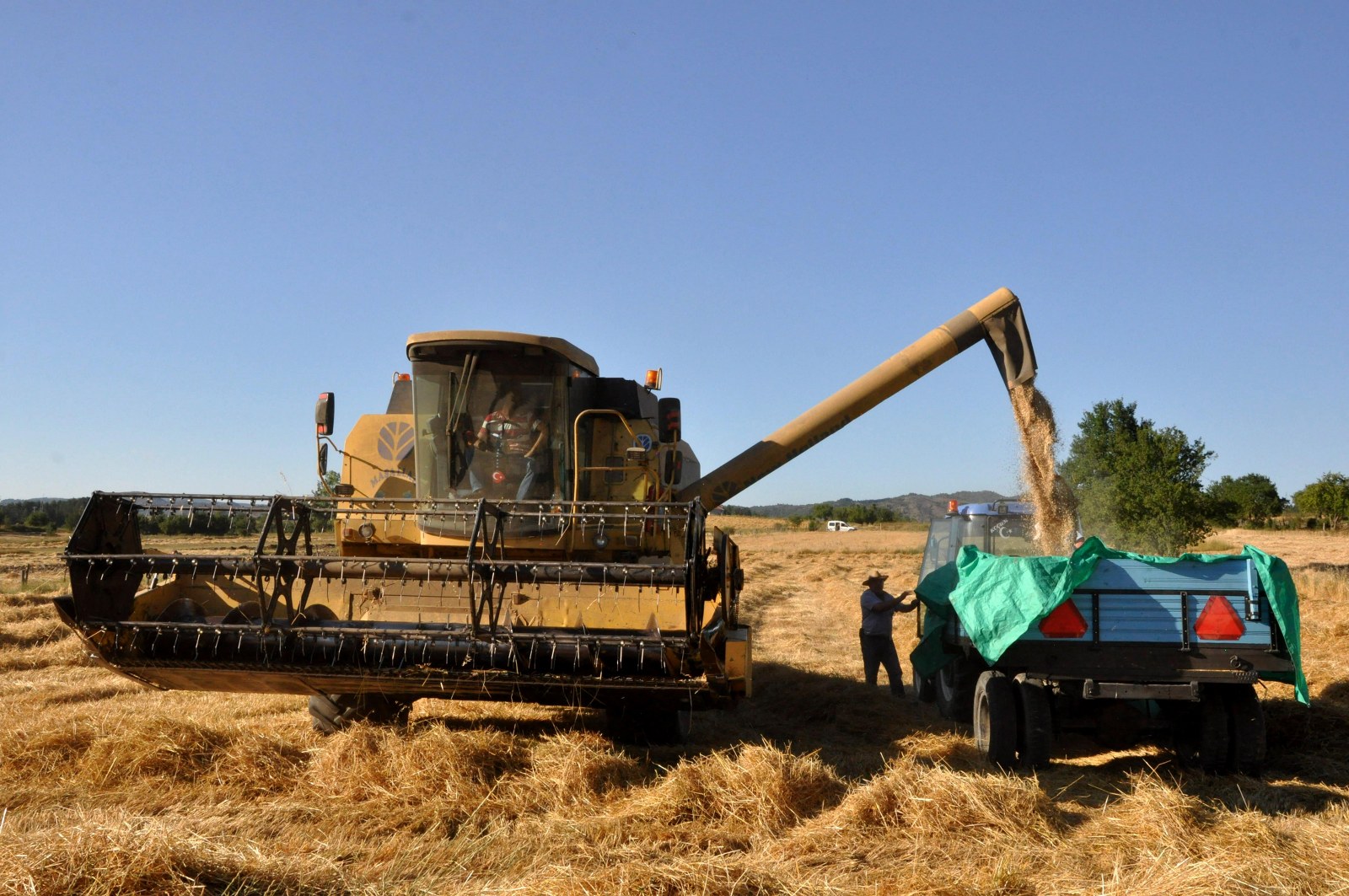 “Siyez”de hasat zamanı
