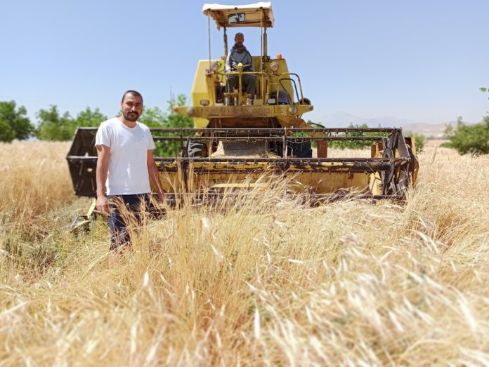 ATA MİRASI SİYEZ BUĞDAYINA BİÇİLMEDEN SİPARİŞ YAĞDI ANADOLU'DA 12 BİN YILLIK TARİHE SAHİP OLAN VE GENETİĞİ DEĞİŞMEDEN BUGÜNE KADAR ULAŞAN ATA YADİGARI SİYEZ BUĞDAYININ ELBİSTAN'DA HASADI YAPILDI
