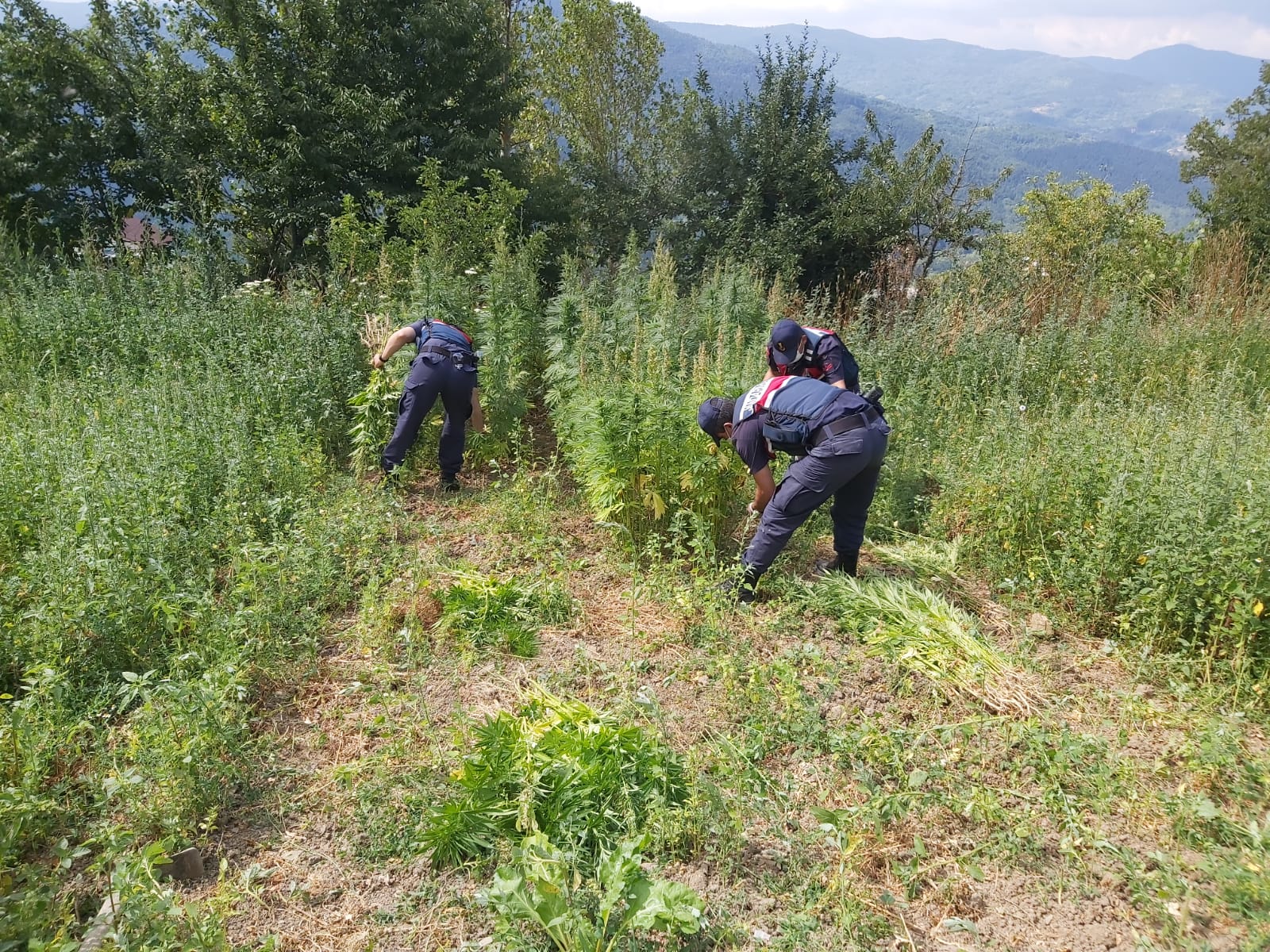 Pınarbaşı’nda  kenevir operasyonu