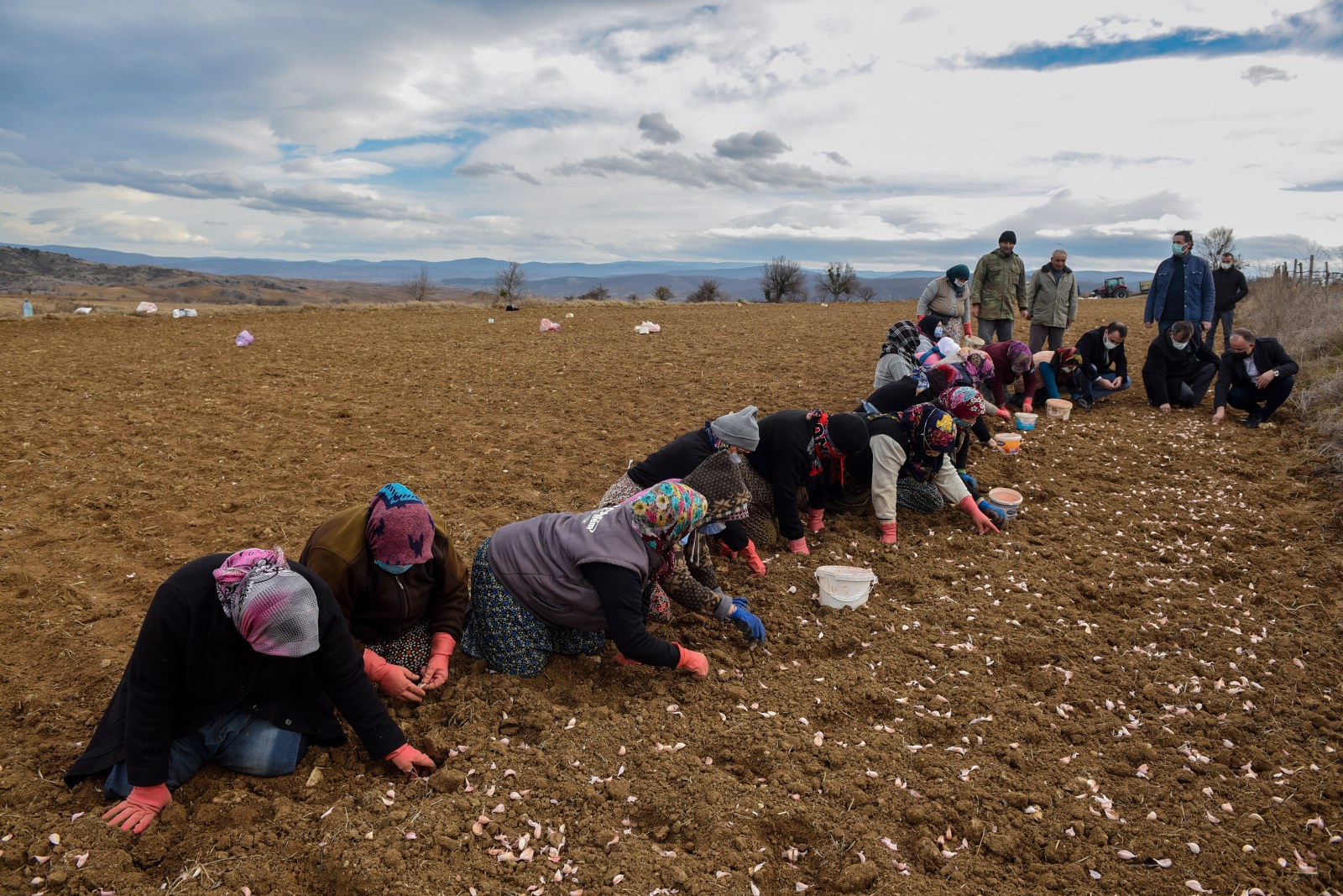“Beyaz altın”ında ekim dönemi başladı