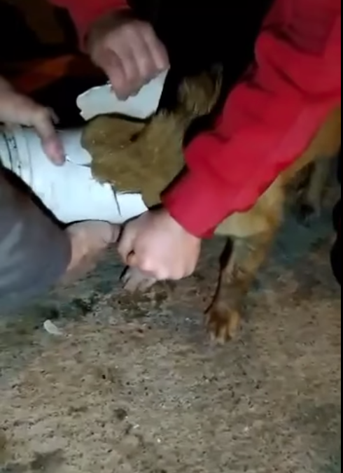 Başı boruya sıkışan köpek kurtarıldı