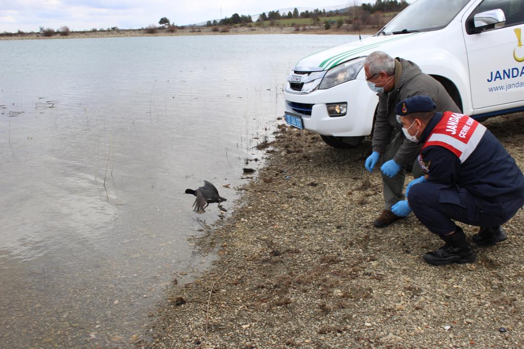 Sakarmeke doğal ortamında