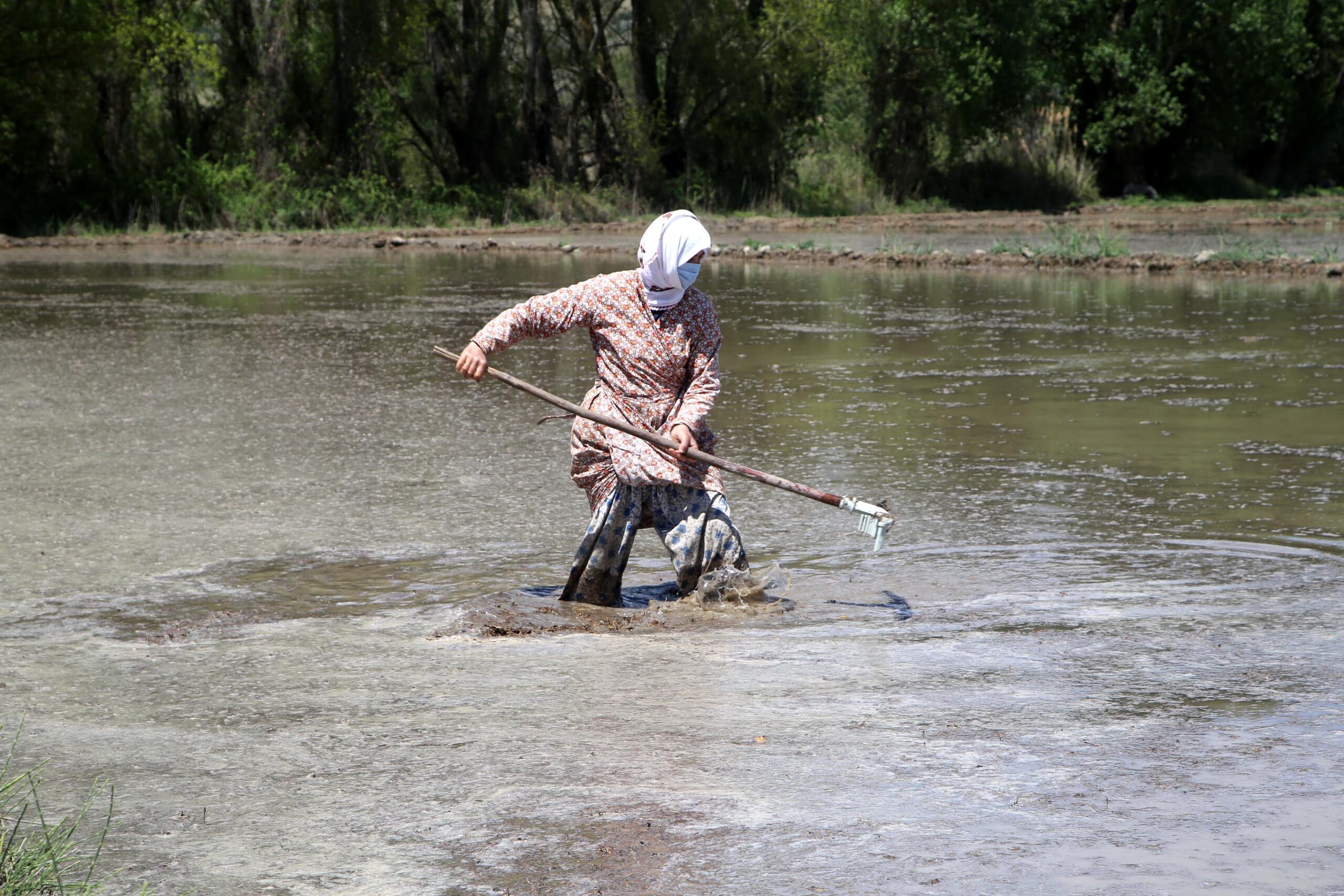 Çeltik üreticisinin Ramazan’da zorlu mesaisi