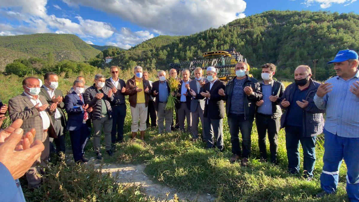 Çeltik hasadı başladı; Su sıkıntısı rekolteyi düşürdü