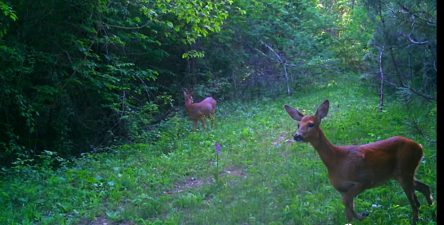 Yaban hayatı  fotokapanla  görüntülendi