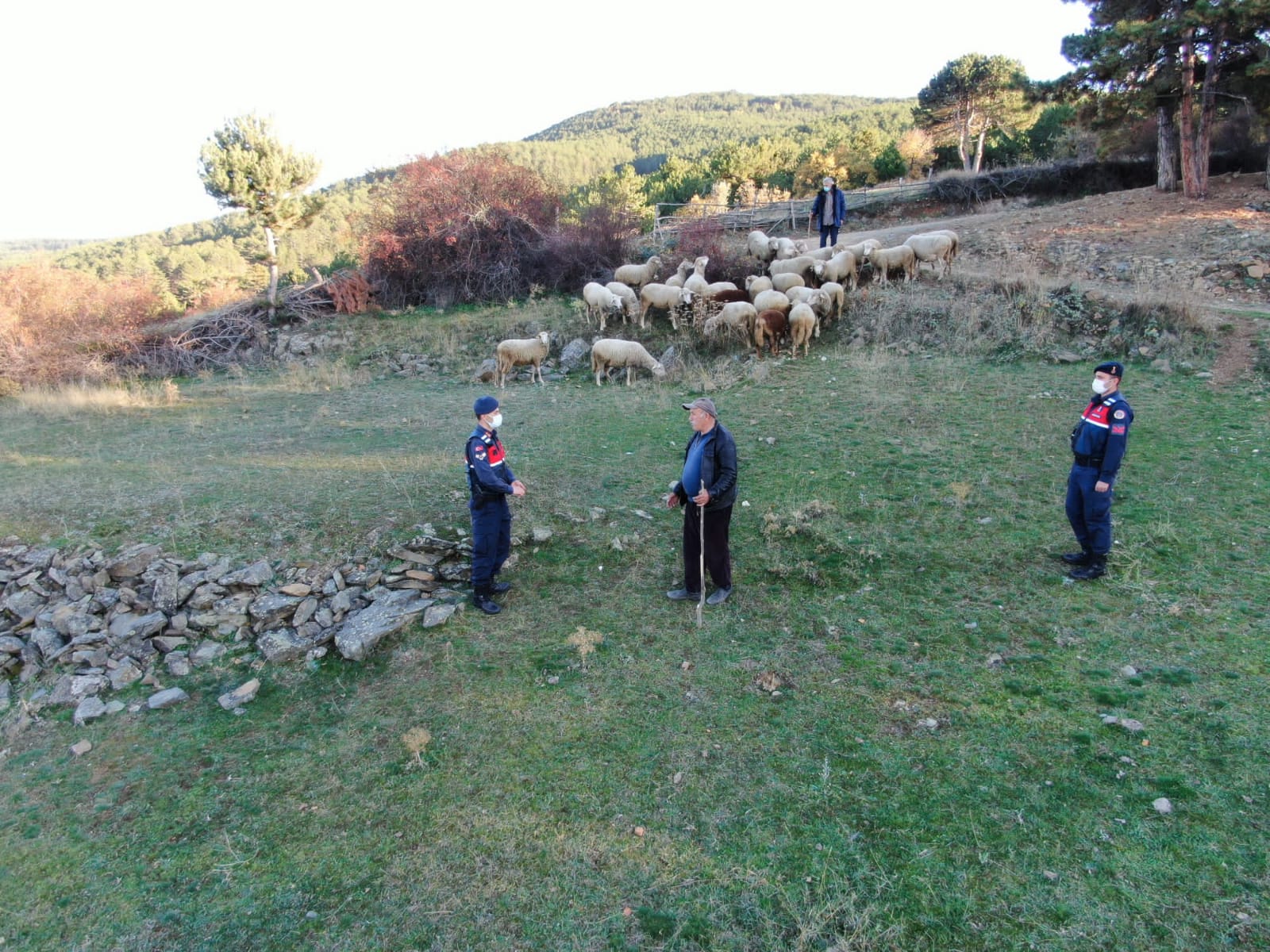 Kayıp koyunları Jandarma buldu