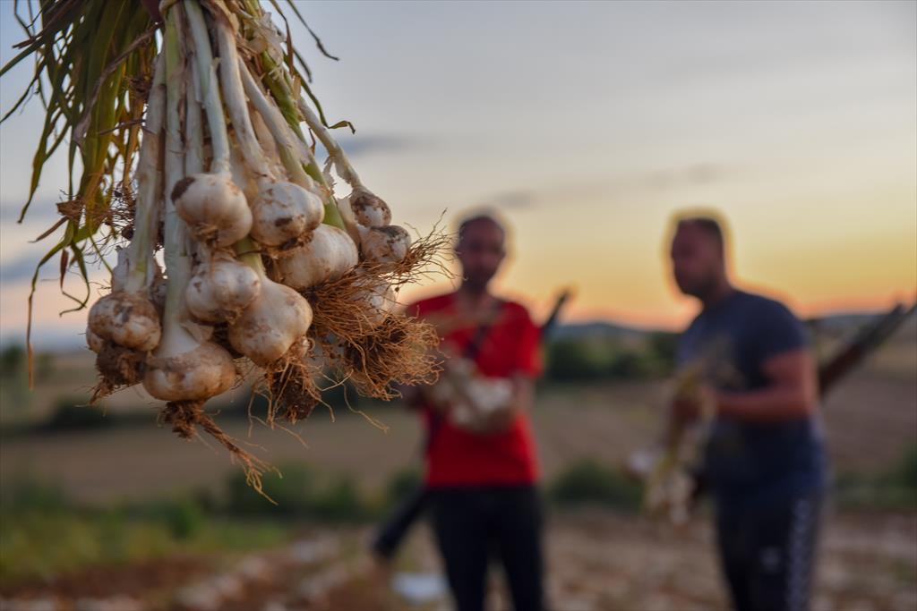 Sarımsak üreticileri nöbette