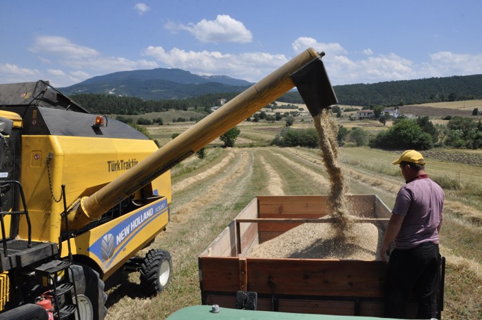 Antik buğdayımızda hasat zamanı
