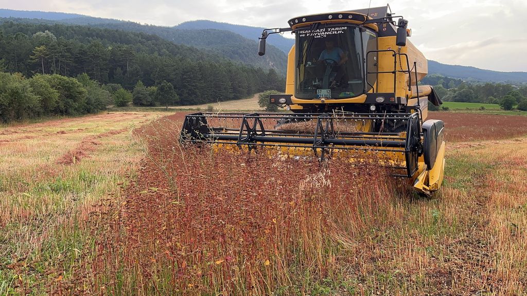 Karabuğday  hasadı başladı