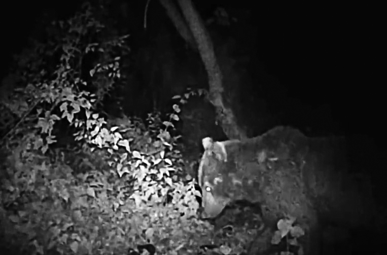 Kocaoğlanın akşam yemeği