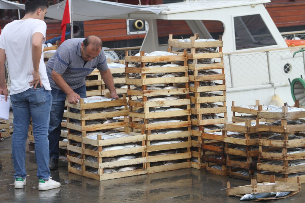 Karadeniz’de palamut bereketi