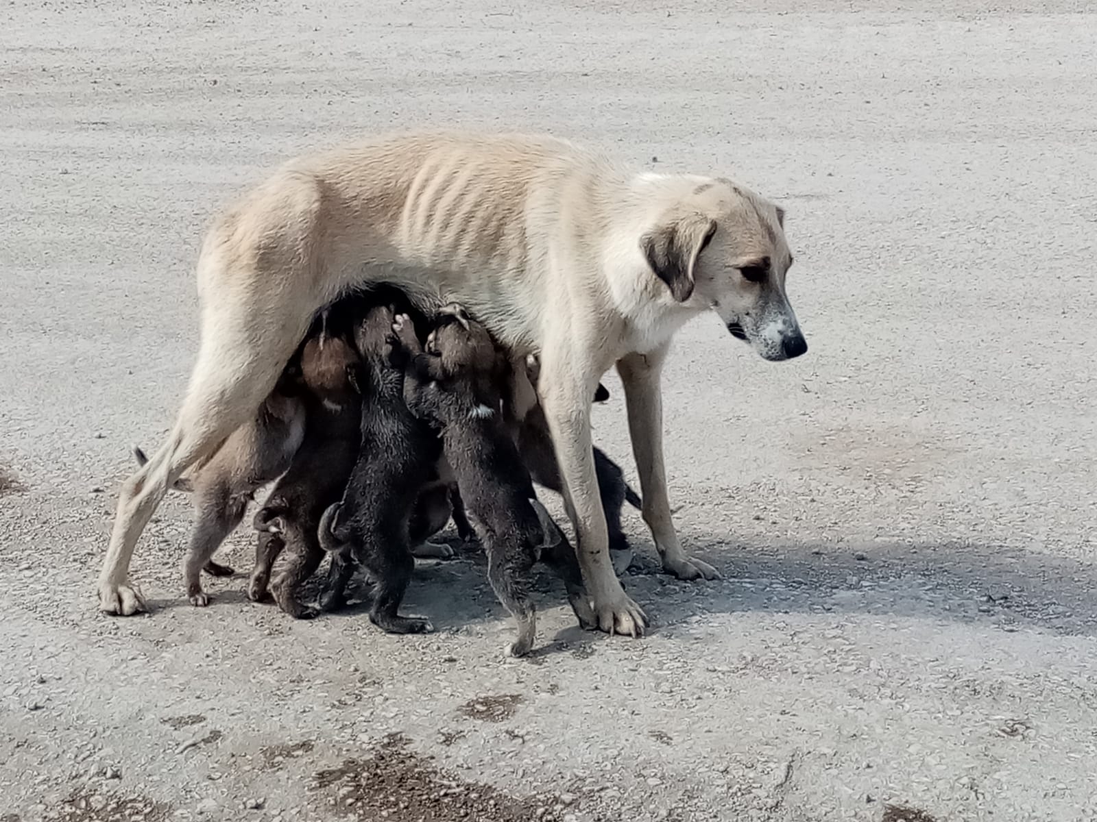 8 yavrulu köpeğe işçi şefkati