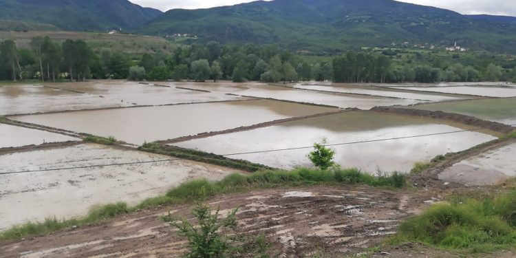Hanönü’de çeltik tarlaları su altında kaldı