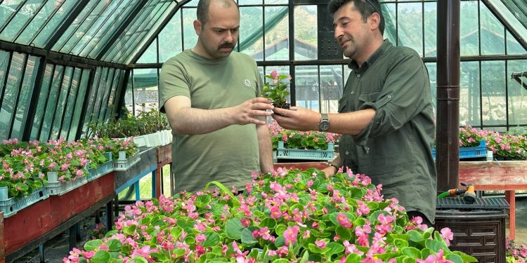 Tosya’da 10 bin kök süs bitkisinin dikimi yapılacak