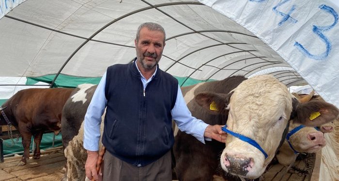 İstanbul’da kurbanlık satışı mesaisi