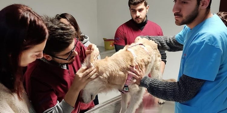Hayvan hastanesi hizmet vermeye başladı
