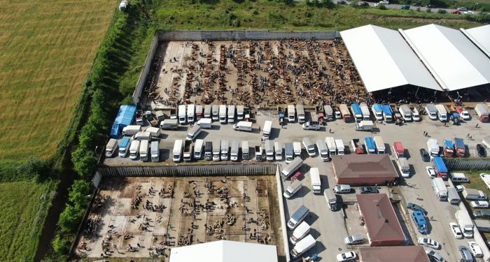 Hayvan pazarında Kurban Bayramı hareketliliği