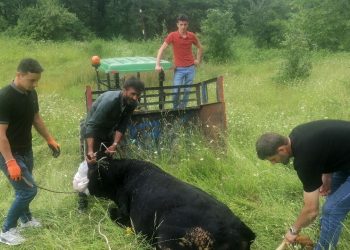 Kaçan kurbanlık 4 kişiyi yaraladı
