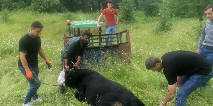 Kaçan kurbanlık 4 kişiyi yaraladı
