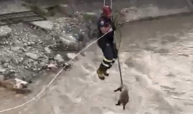 Porsuk kurtarma operasyonu