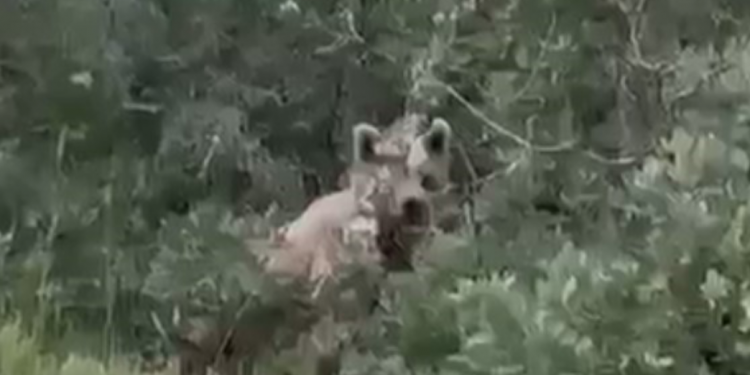 Ayılardan bayram öncesi köy ziyareti!