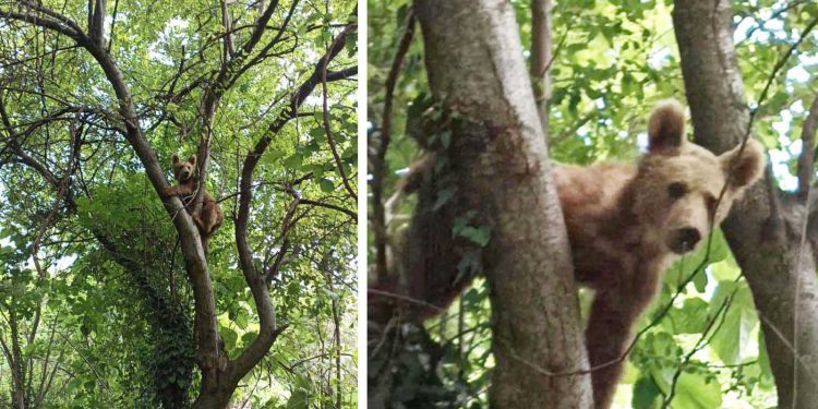 Erik dalında ayı şov