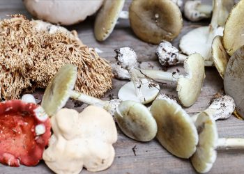 Bakan’dan mantar zehirlenmelerine karşı uyarı