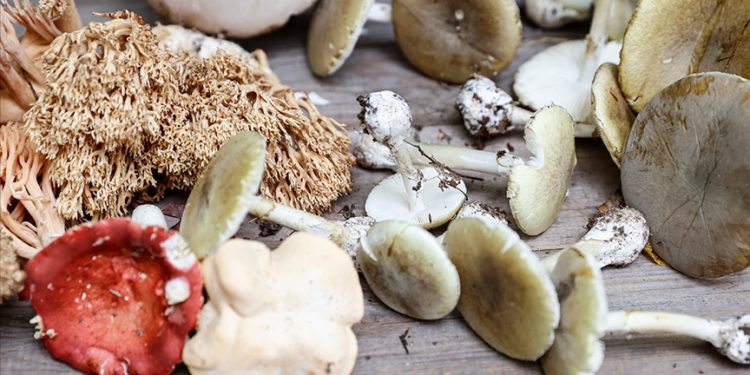 Bakan’dan mantar zehirlenmelerine karşı uyarı
