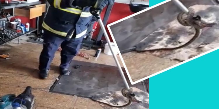 İtfaiyeden yılan avı