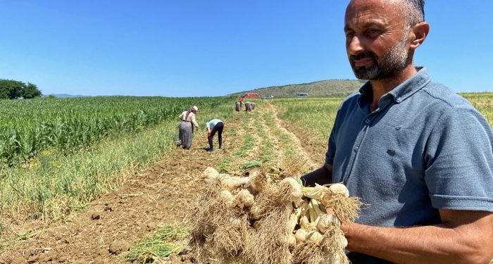 Taşköprü sarımsağında hasat başladı