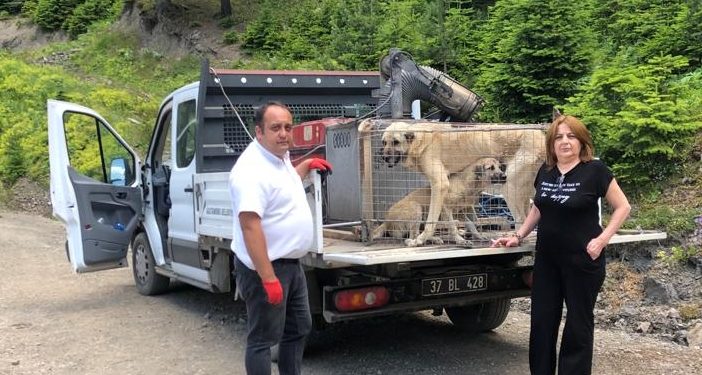 Yaylada terk edilen sahipsiz köpekler korumaya alındı