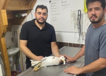 Yaralı bulunan martıya “acil servis” müdahalesi