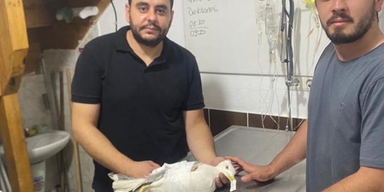 Yaralı bulunan martıya “acil servis” müdahalesi