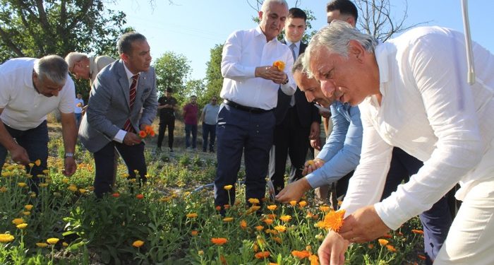 Tosya’da tıbbi aromatik bitki hasat şöleni
